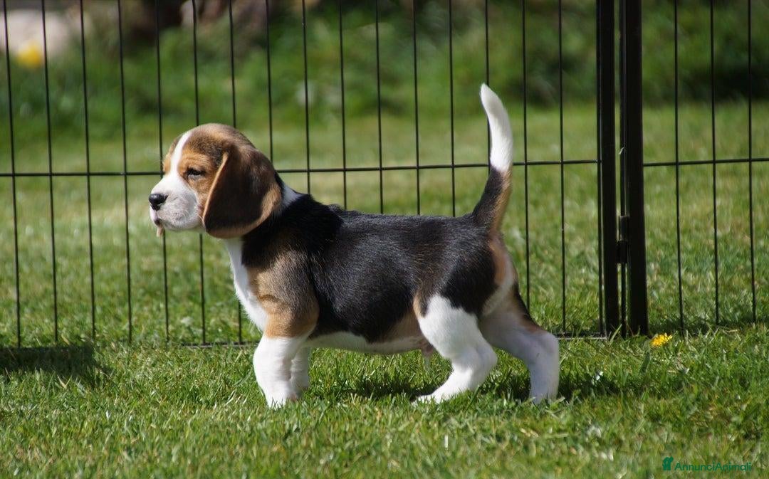 Beagle cani in vendita: Cuccioli di Beagle robusti e magnifici, KC Reg a Città metropolitana di Milano - Immagine 14