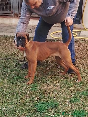 Boxer cani in vendita: Cuccioli boxer - Annuncio 1