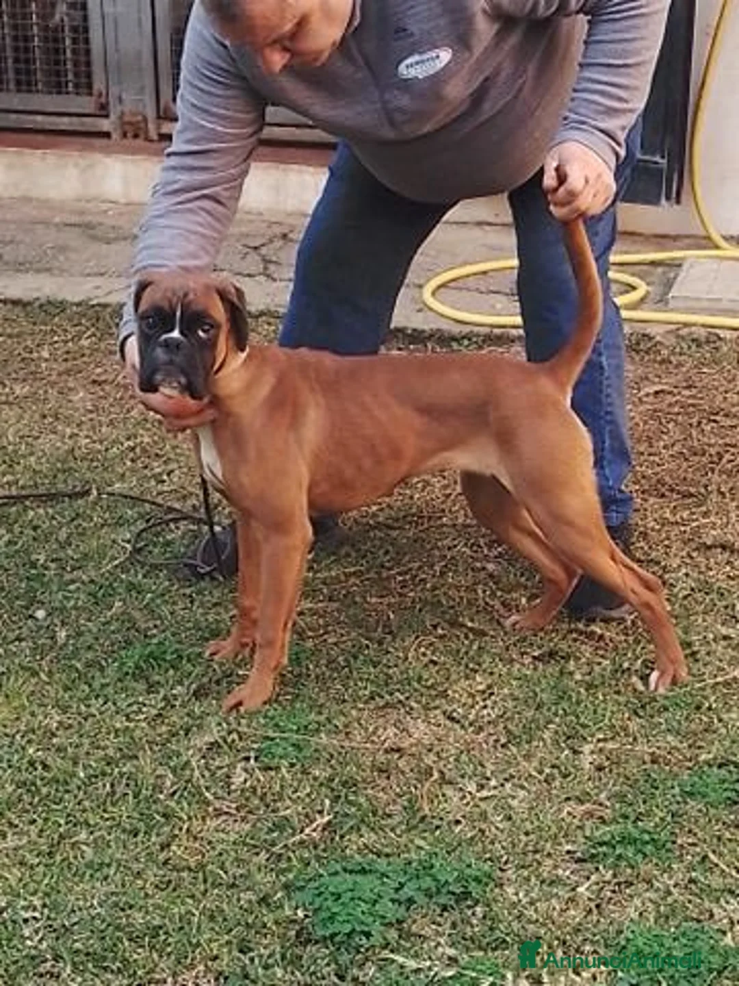 Boxer cani in vendita: Cuccioli boxer a Libero consorzio comunale di Siracusa - Annuncio 1