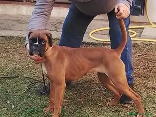 Boxer cani Cuccioli boxer - Annuncio 1