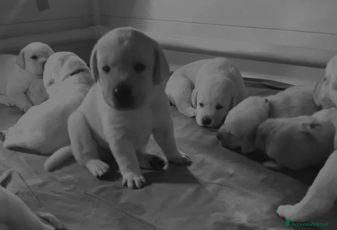 Labrador cani in vendita: Cuccioli di Labrador  - Annuncio 9