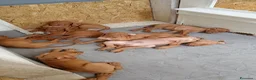 Vizsla cani in vendita: Bracco ungherese  - Annuncio 4