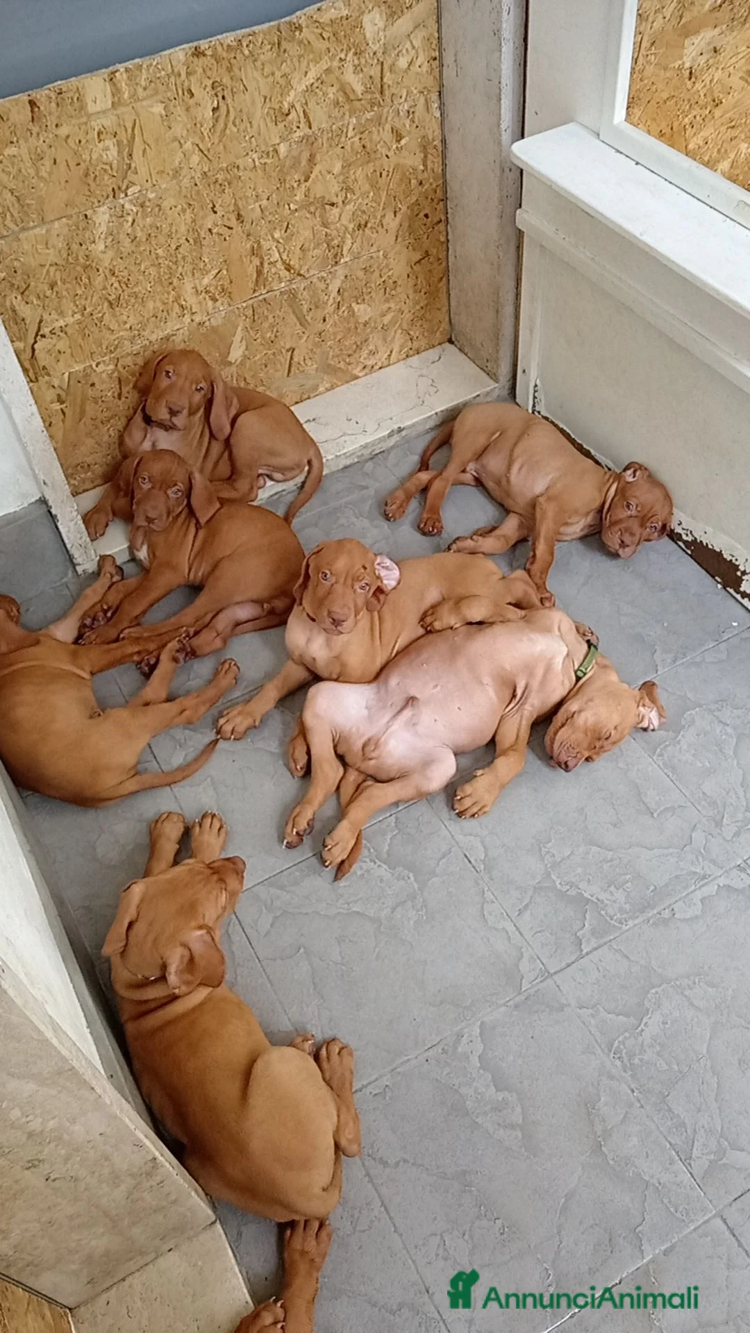 Vizsla cani in vendita: Bracco ungherese  - Annuncio 4