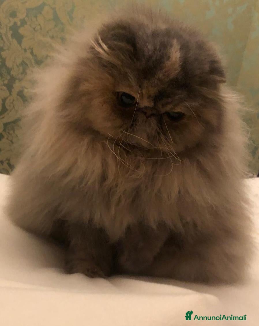 Persiano gatti Cucciolo di gatto persiano - Annuncio 35