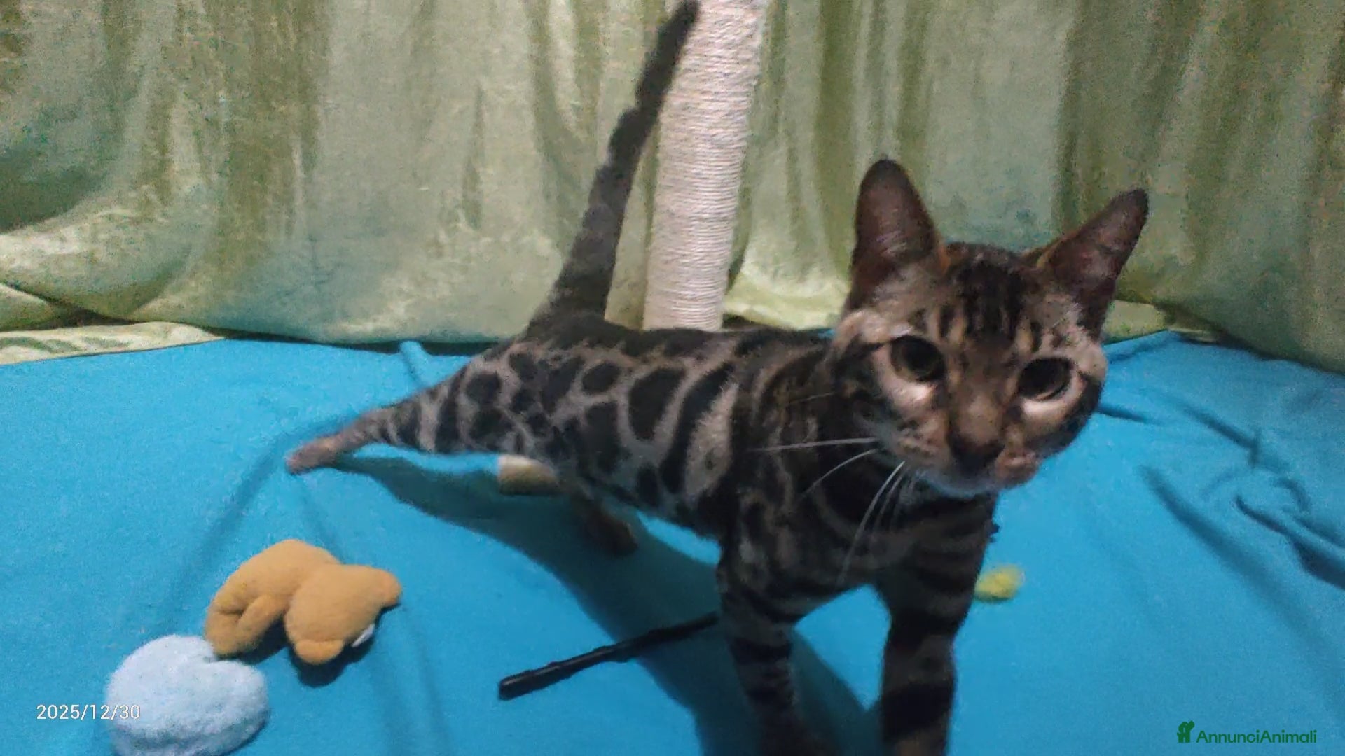 Bengala gatti Stupendo maschietto Bengala  - Annuncio 4