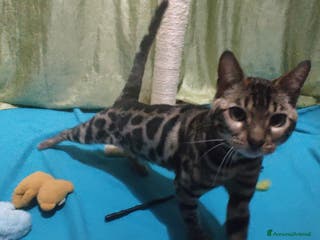 Bengala gatti Stupendo maschietto Bengala - Annuncio 4