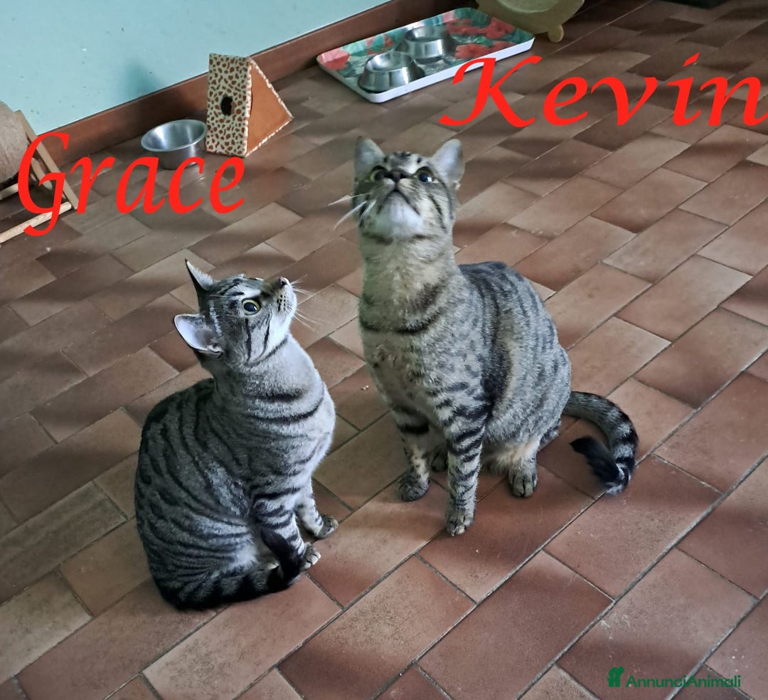 Europeo gatti in regalo: GRACE e KEVIN, teneri gattini in adozione! - Annuncio 1