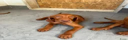 Vizsla cani in vendita: Ultimi 3 maschi di di bracco ungherese disponibili - Annuncio 8