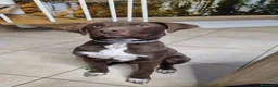 Meticcio cani in regalo: Cucciolo portato in rifugio a 9 mesi... - Annuncio 1