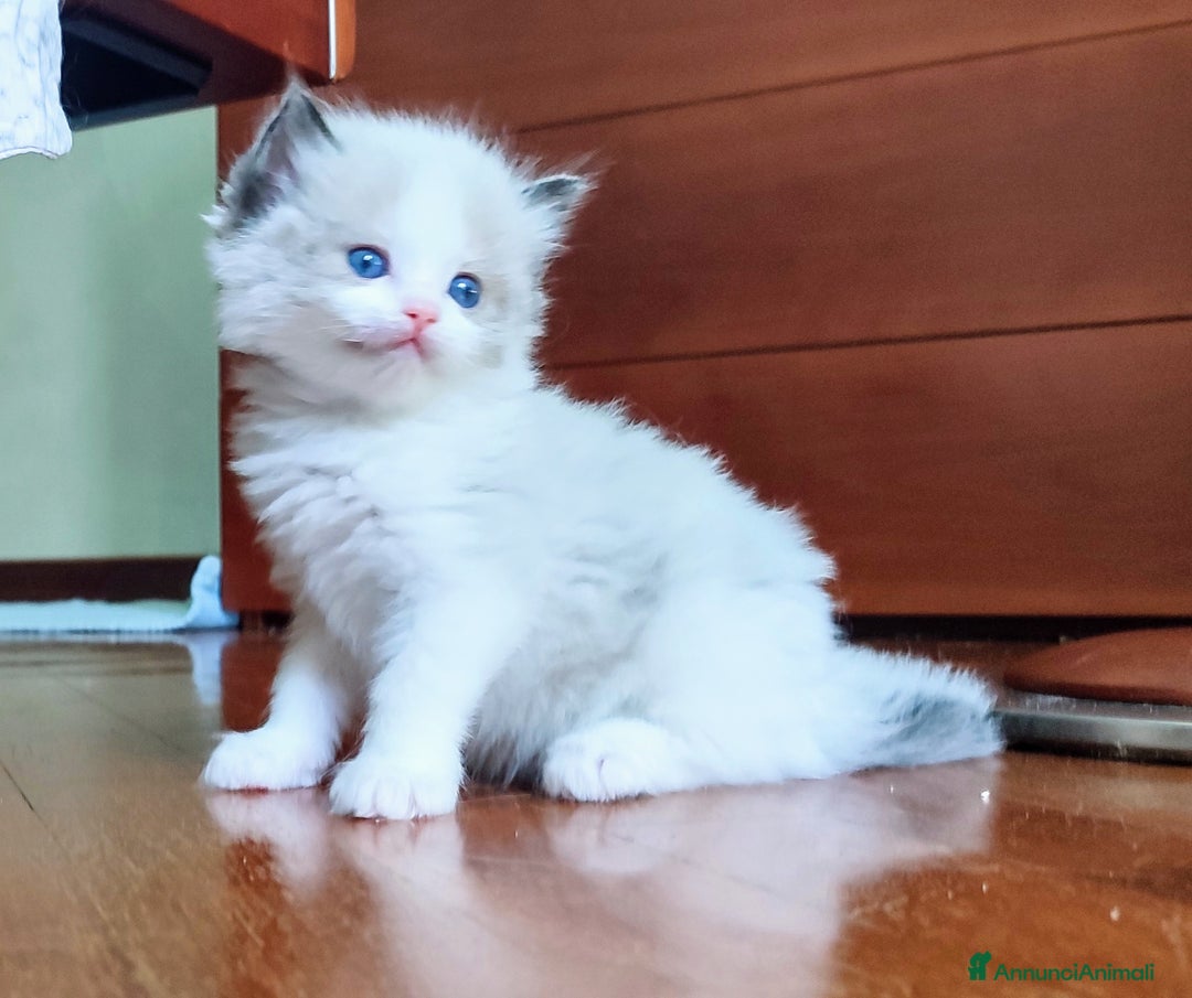 Ragdoll gatti in vendita: Cucciolo ragdoll  a Città metropolitana di Milano - Immagine 3