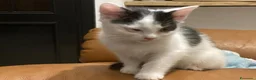 Meticcio gatti in regalo: GATTINI  a Città metropolitana di Milano - Annuncio 12