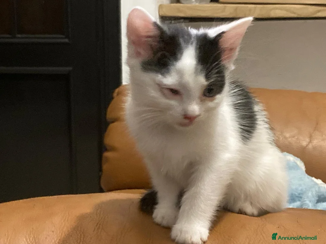 Meticcio gatti in regalo: GATTINI  a Città metropolitana di Milano - Annuncio 12