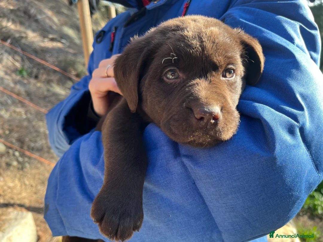 Labrador cani in vendita: CUCCIOLI DI LABRADOR - Annuncio 5