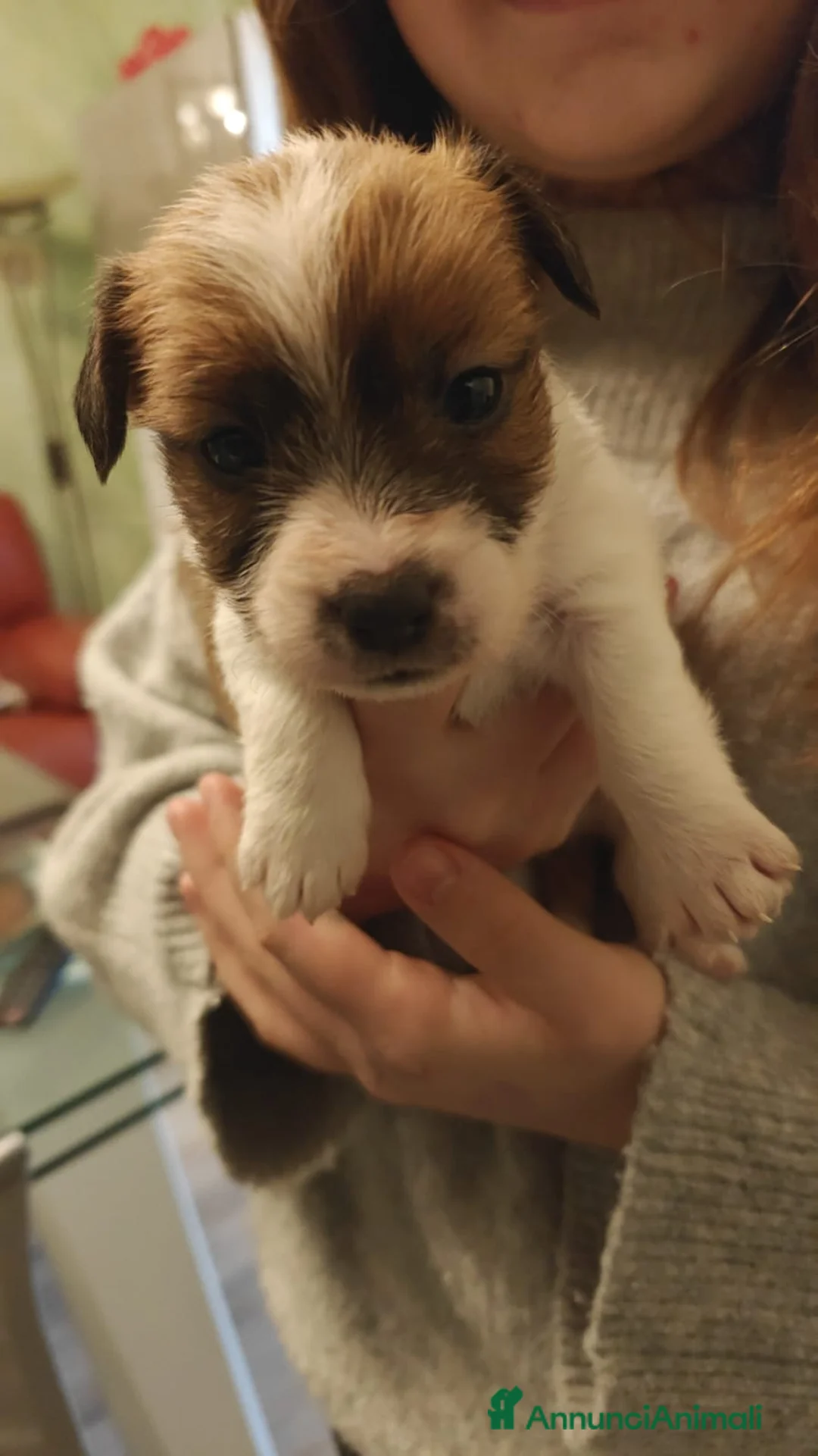 Jack Russell cani in vendita: Jack Russell Terrier  - Annuncio 3
