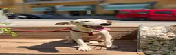 Meticcio cani in regalo: MAXIM - Annuncio 1