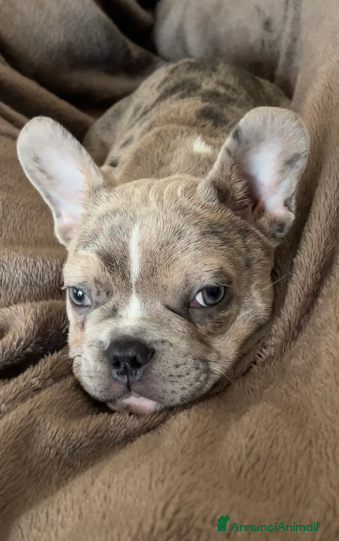 Bulldog Francese cani in vendita: Bulldog francese femmina a Provincia di Verona - Annuncio 4