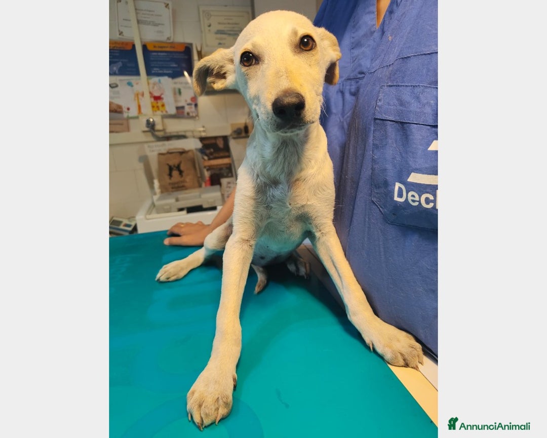 Meticcio cani in regalo:  Blanca cerca casa a Roma - Annuncio 3