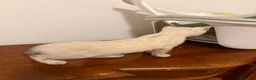 Bengala gatti in vendita: CUCCIOLI BENGALA - Annuncio 6