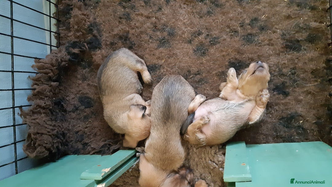 Bassotto cani in vendita: Bassotti pelo duro fogliasecca  - Annuncio 2