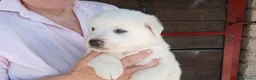 Meticcio cani in regalo: IL PICCOLO SONNY HA BISOGNO DI UNA CASA - Annuncio 4