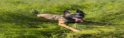 Pastore Belga cani per accoppiamento: Pastore belga malinois (da monta ) a Provincia di Pavia - Annuncio 2