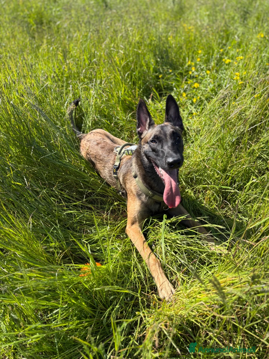 Pastore Belga cani per accoppiamento: Pastore belga malinois (da monta ) a Provincia di Pavia - Annuncio 2