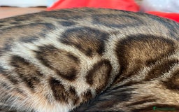 Bengala gatti in vendita: Cuccioli Bengala spotted ben 24 prenotazione  a Città Metropolitana di Bari - Immagine 10