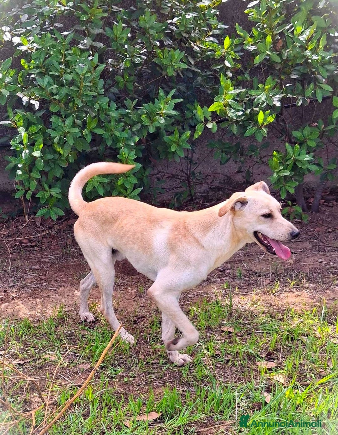 Meticcio cani in regalo: OLLY 💙 - cucciolo docile e coccolone cerca casa🥺 - Annuncio 4