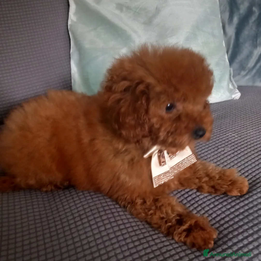 Barboncino Toy cani in vendita: Barboncini Toy - Annuncio 3