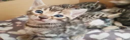 Bengala gatti in vendita: Gattini Bengala bellissimi - Annuncio 4