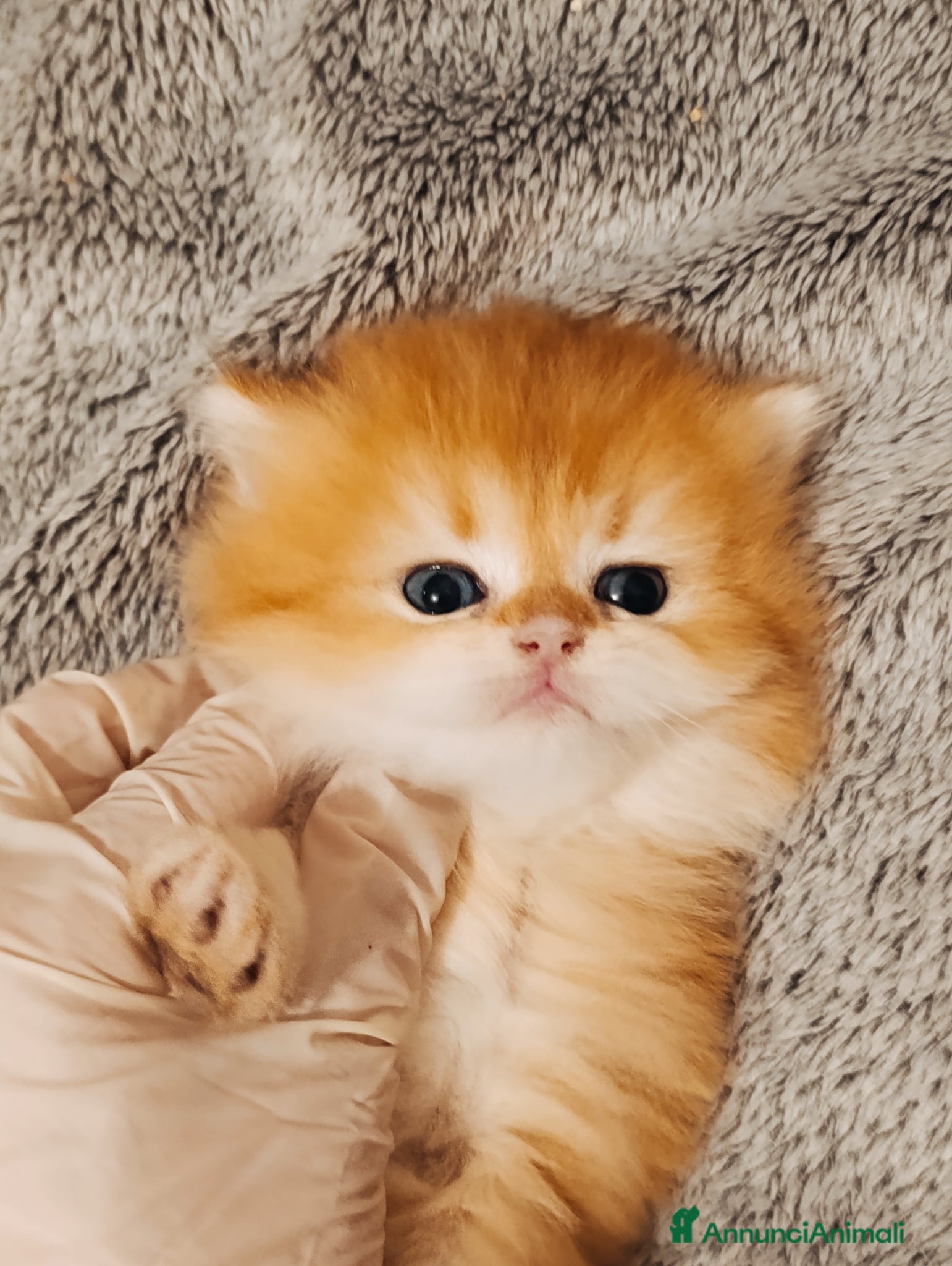 British gatti British golden - Annuncio 3