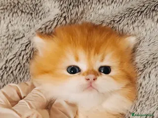 British gatti British golden - Annuncio 1