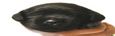 Collarino Verde