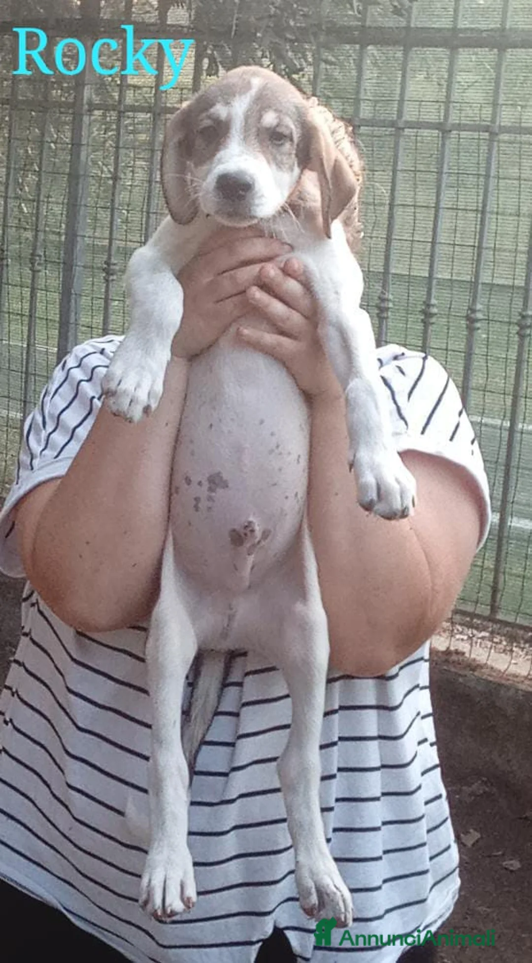 Pastore Asia Centrale cani in vendita: Cuccioli Pastore Asia Centrale - Annuncio 15
