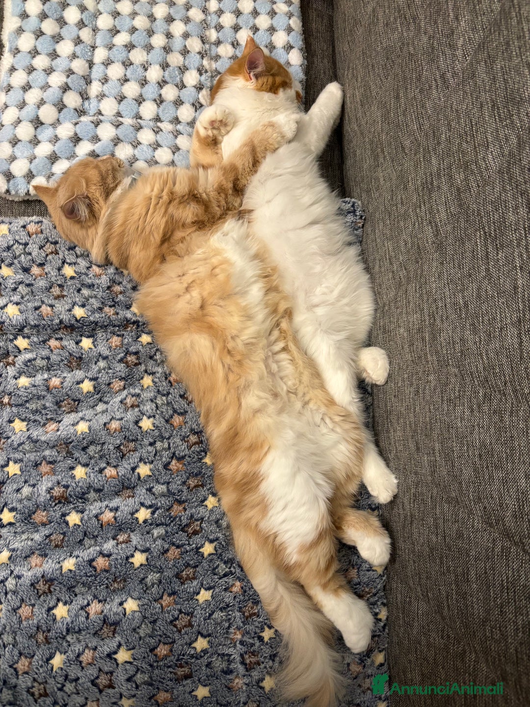 Siberiano gatti in vendita: Alma, bellissima gattina siberiana ipoallergenica - Annuncio 11