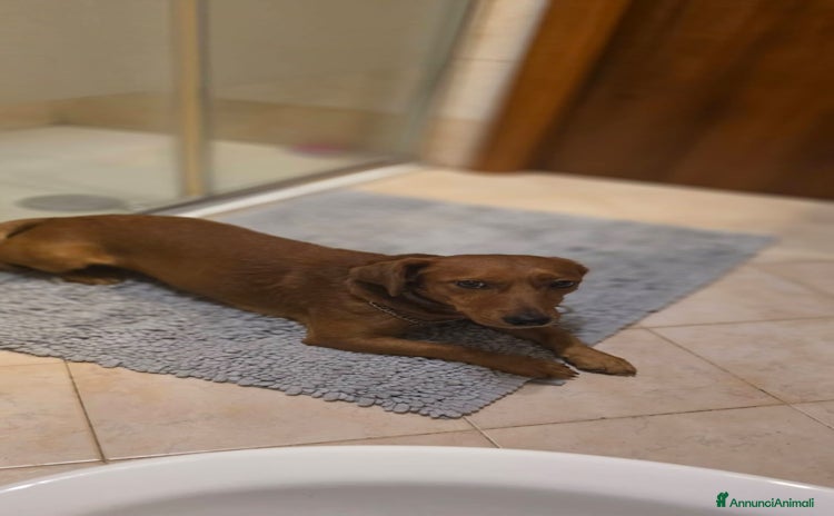 Altre razze cani Regalo Paco - Annuncio 13