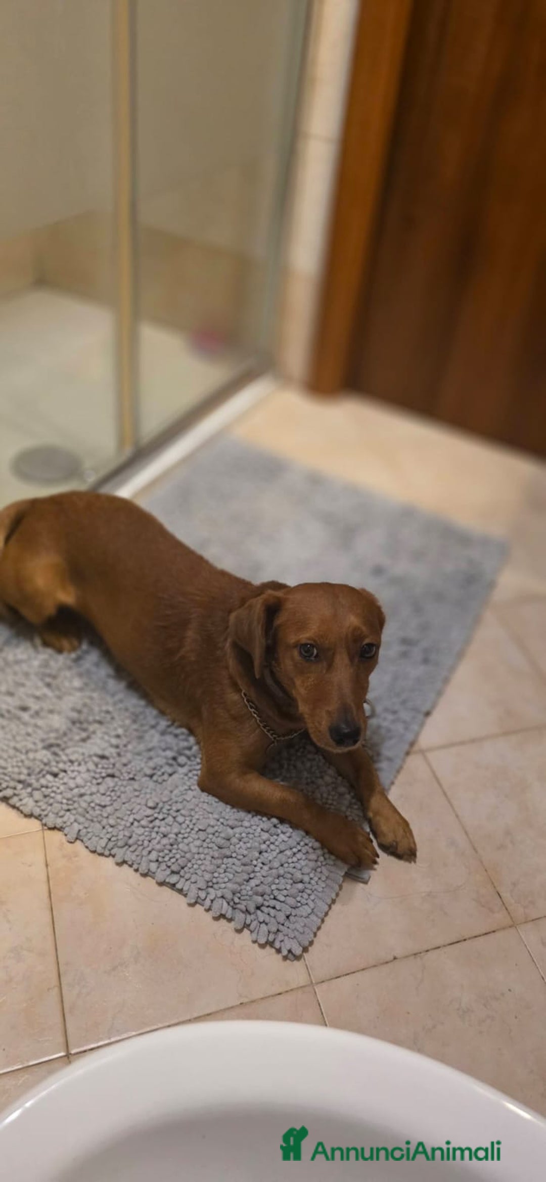 Altre razze cani in regalo: Regalo Paco - Immagine 1