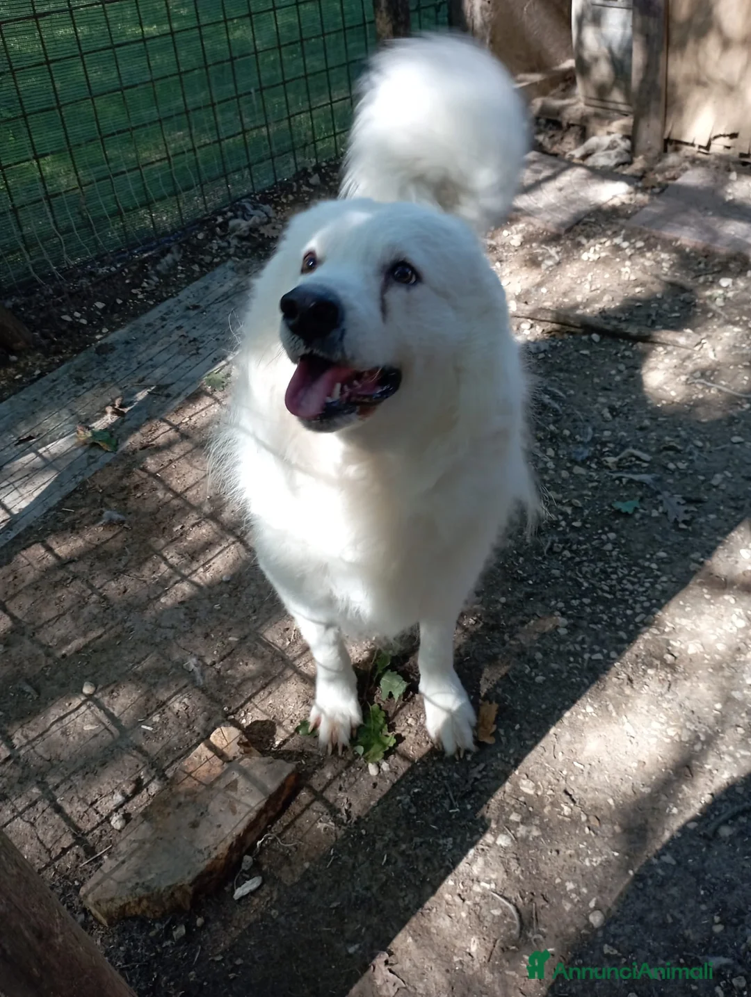 Meticcio cani in regalo: 3 anni, carattere splendido, bello e simpatico  - Annuncio 2
