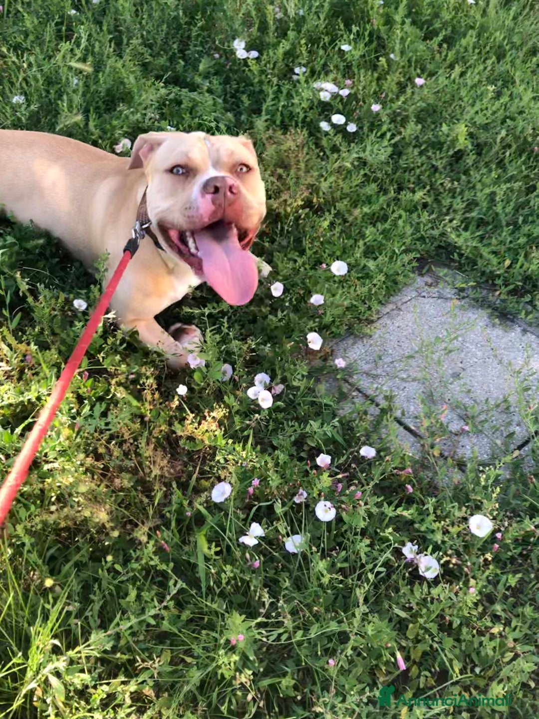 Pitbull cani in regalo: PITBULL RED NOSE - REGALO - Annuncio 2