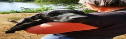 Meticcio cani in regalo: Balù, Iole e Igor - Annuncio 8