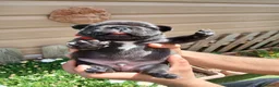 Bulldog Francese cani in vendita: Bulldog francesi  - Annuncio 7