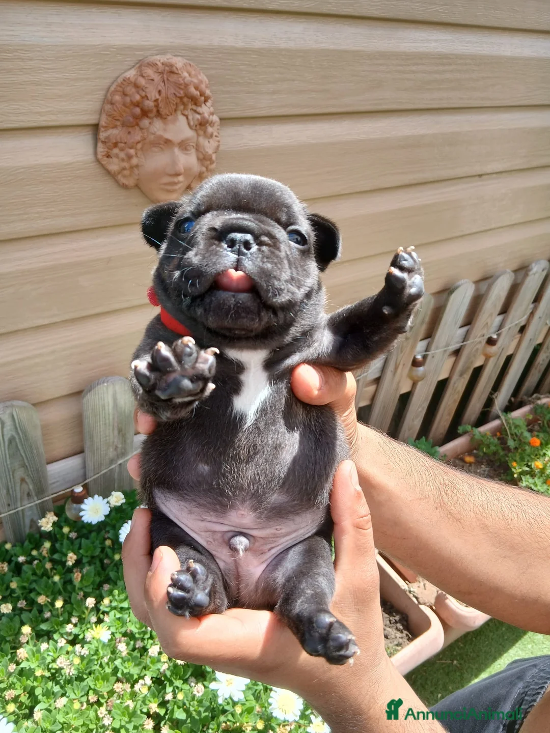 Bulldog Francese cani in vendita: Bulldog francesi  - Annuncio 7