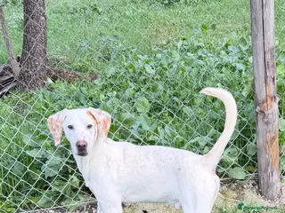 Meticcio cani Spotty - Annuncio 1