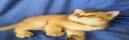 Scottish gatti in vendita: Splendidi cuccioli Scottish Fold e Straight - Annuncio 22