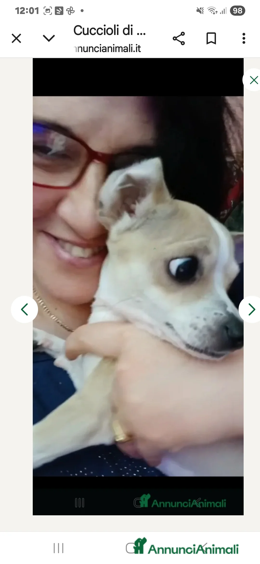 Chihuahua cani in vendita: Cuccioli di chihuahua - Annuncio 14