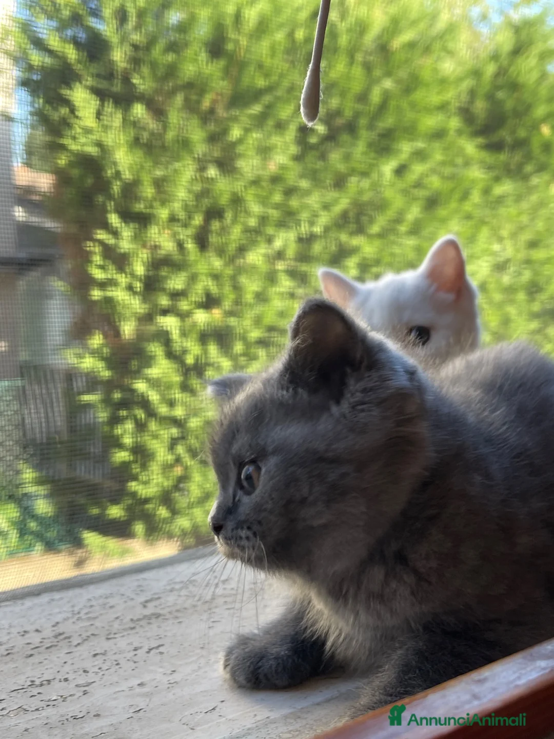 British gatti in vendita: 🐾 I piccoli gattini pelosi e adorabili  - Annuncio 12