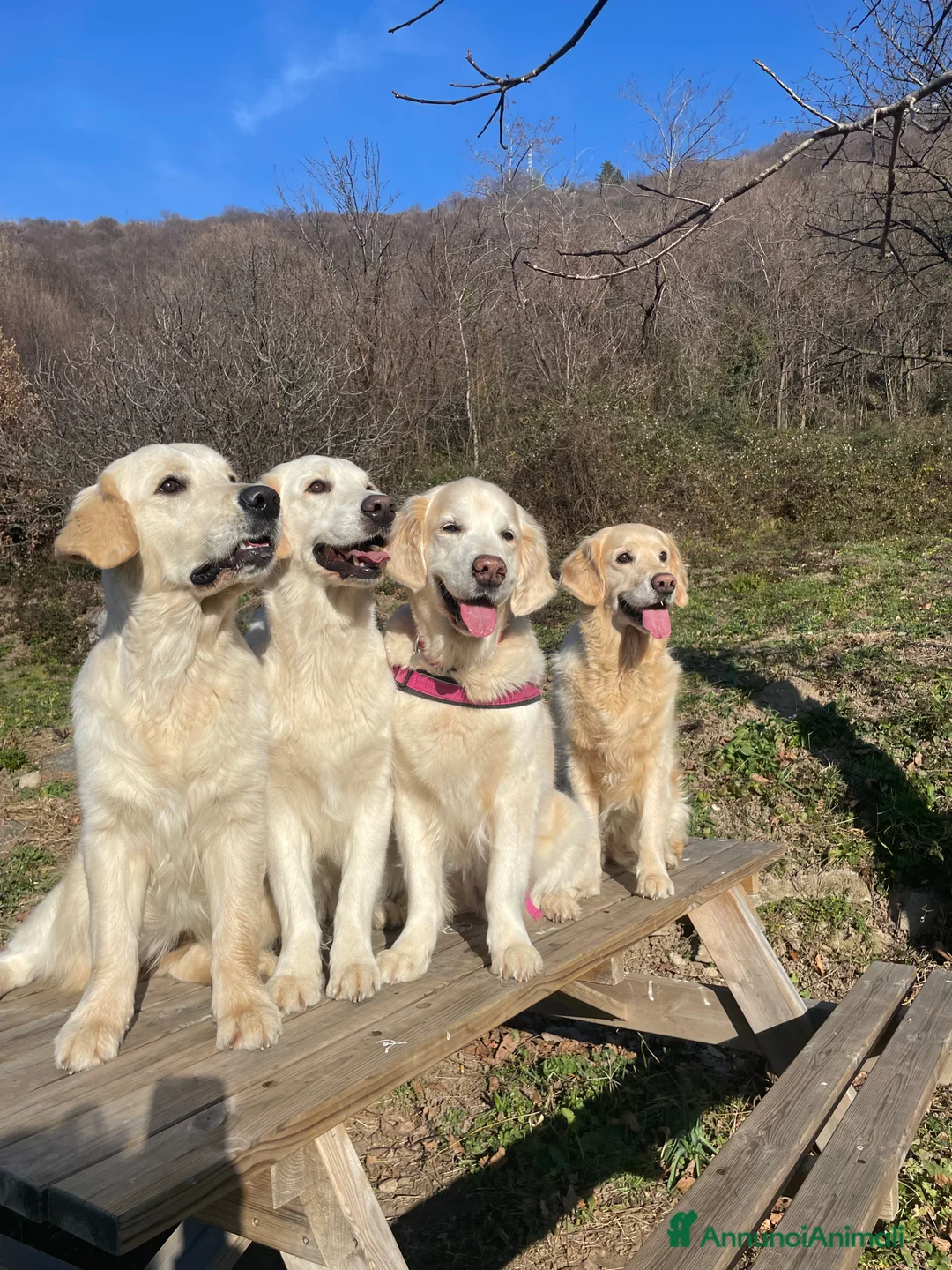 Immagine della galleria {{count}}