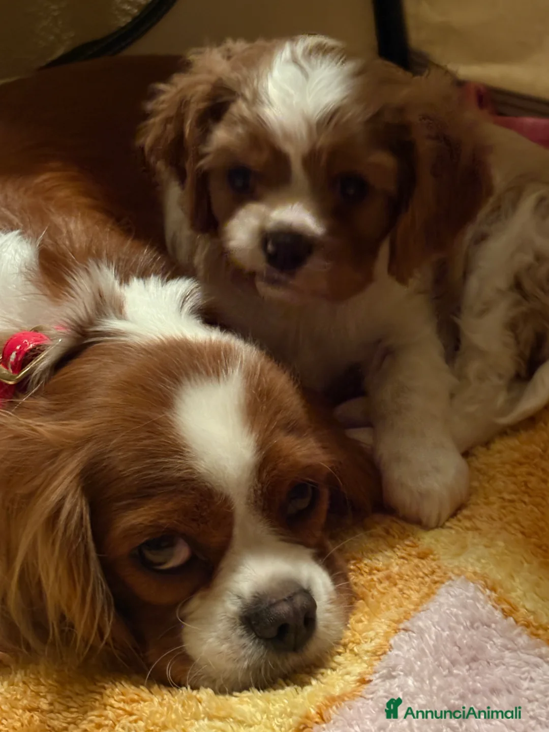 Cavalier King cani in vendita: Vendo cucciolo Blenheim - Annuncio 2