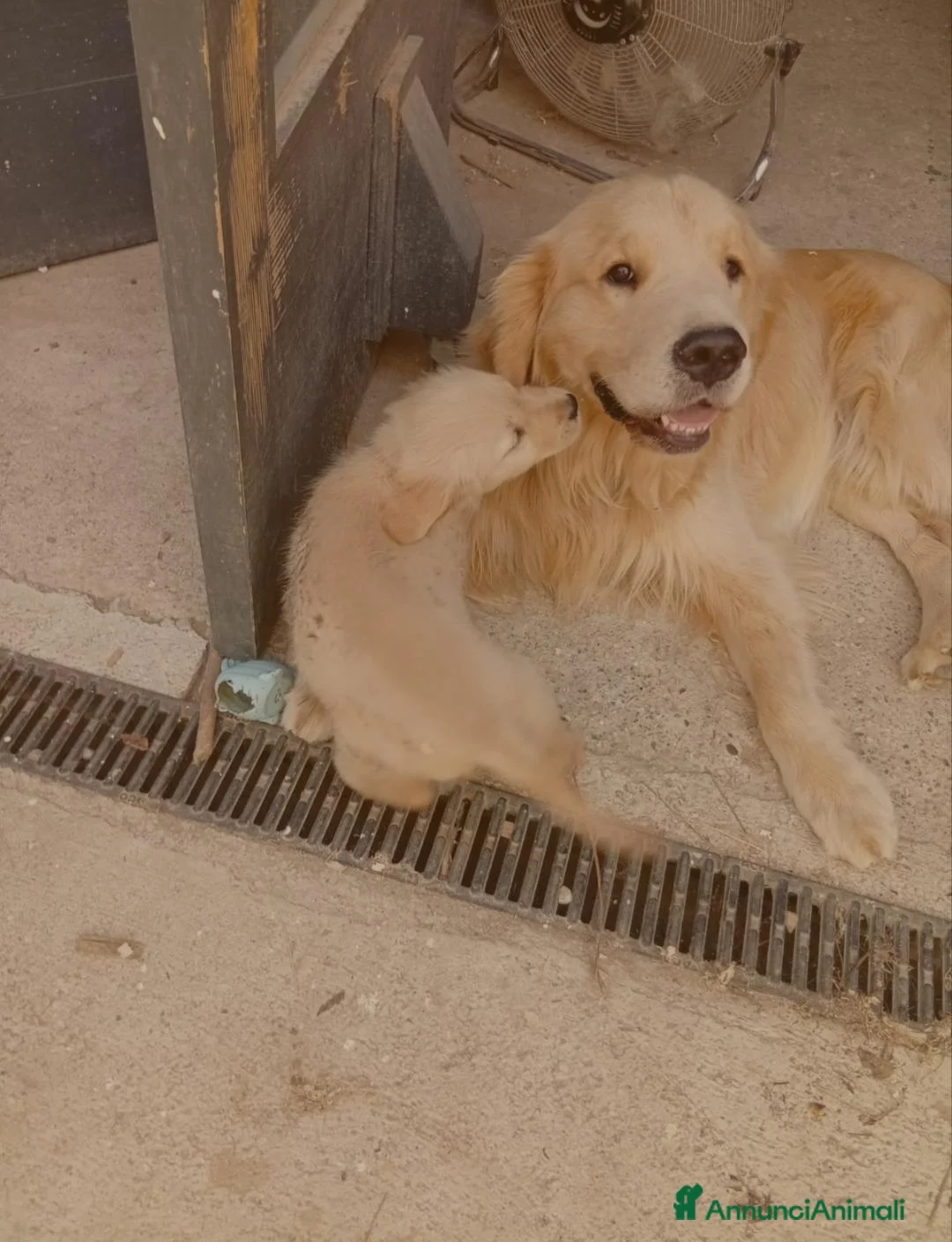 Golden Retriever cani in vendita: Disponibile cucciola di Golden retriever  - Annuncio 7