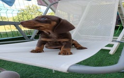 Bassotto cani in vendita: Bassotto femmina cioccolato taglia piccola  - Immagine 2